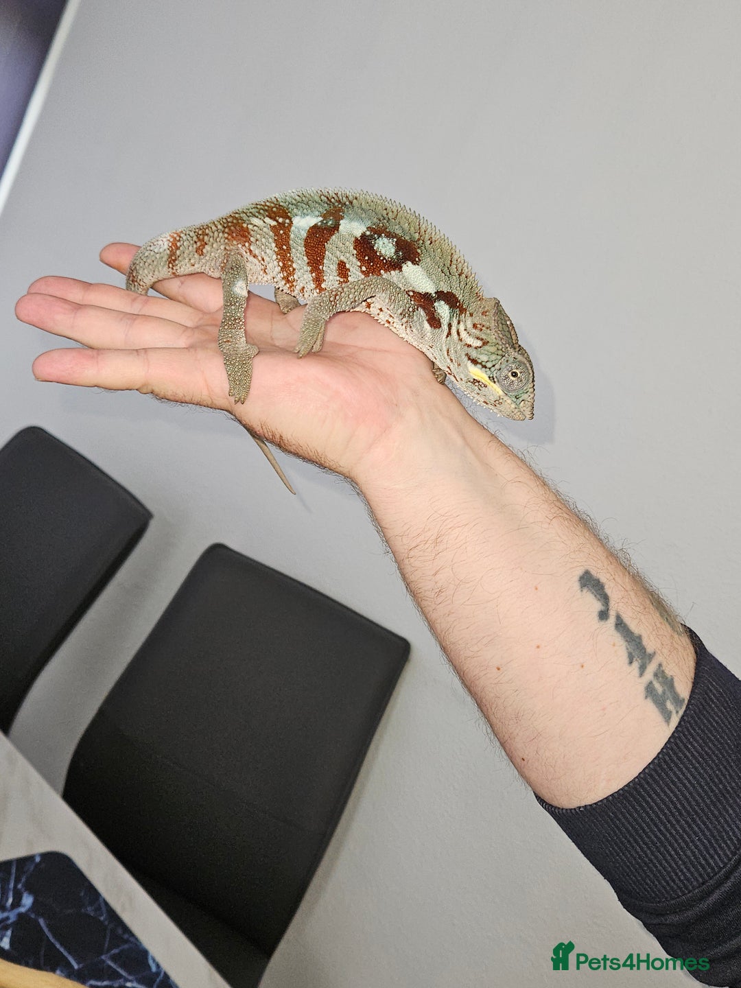 Chameleon reptiles for sale: Rare Nosy Boraha, Male, Panther Chameleon - Image 6