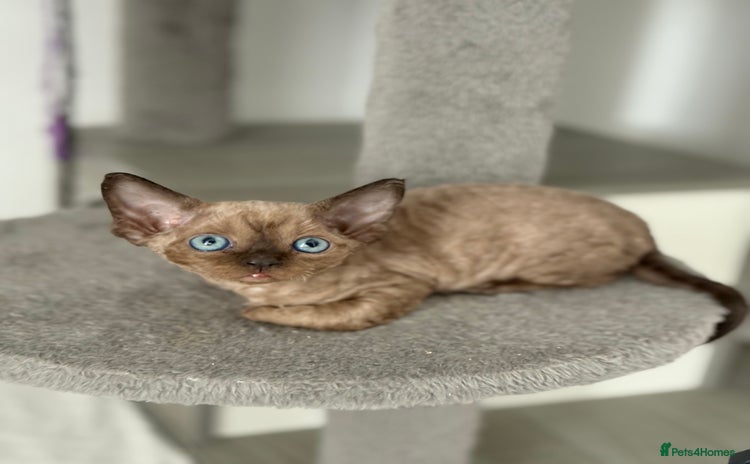 Devon Rex cats - Advert 3