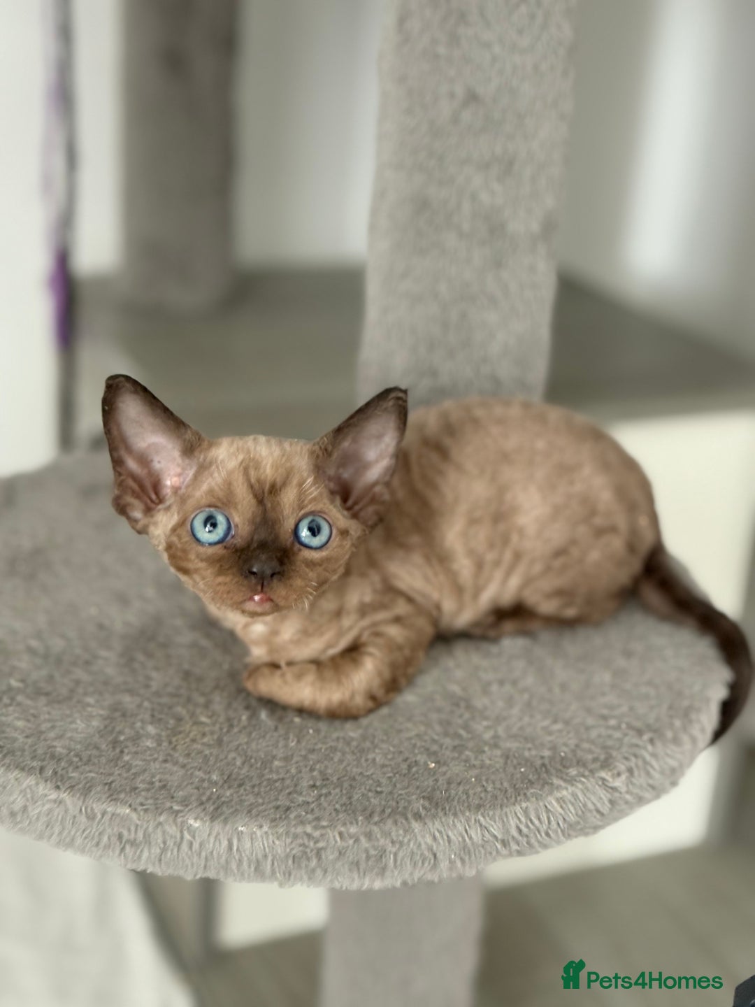 Devon Rex cats for sale: ❤️2 male Devon rex available 😻 - Image 6