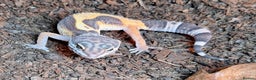 Gecko reptiles for sale: Leopard Gecko 3 month + all equipment option - Advert 1