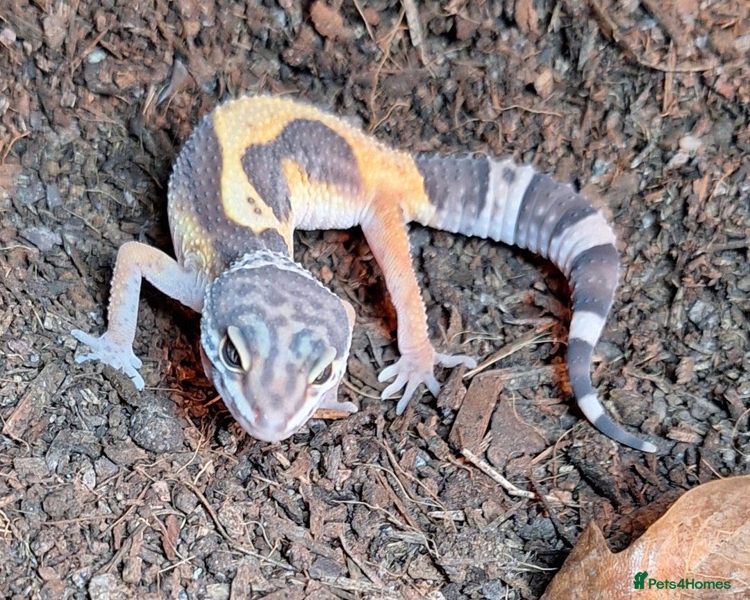 Gecko reptiles for sale: Leopard Gecko 3 month + all equipment option - Advert 1