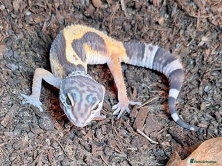 Gecko reptiles Leopard Gecko 3 month + all equipment option - Advert 1