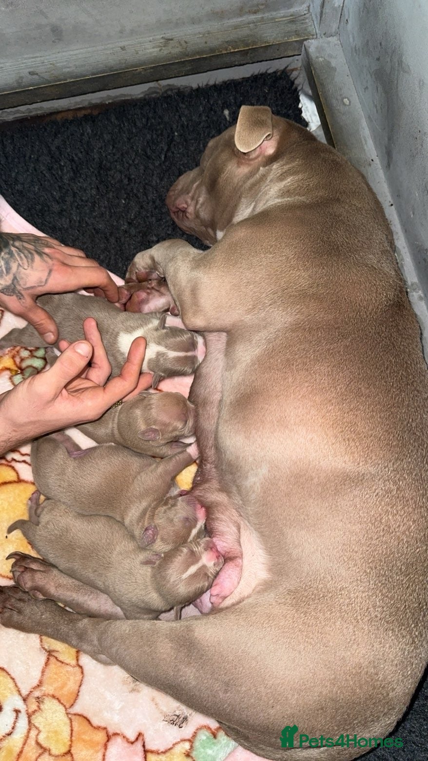 American Bully dogs Pocket bully puppy s - Advert 4