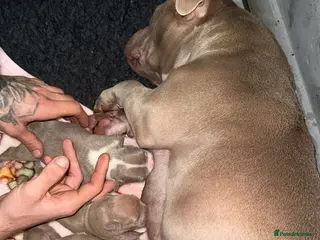 American Bully dogs Pocket bully puppy s - Advert 4