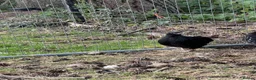 Chickens poultry for sale: 4x Cream Legbar & Black Copper Maran Pullets - Advert 2