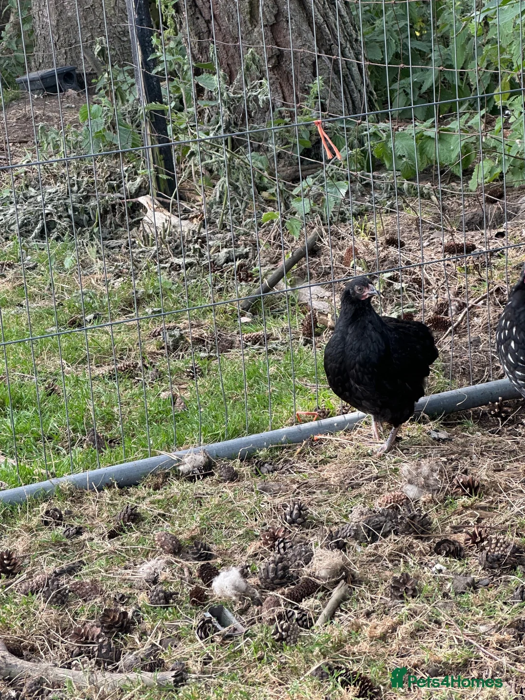 Chickens poultry for sale: 4x Cream Legbar & Black Copper Maran Pullets - Advert 2