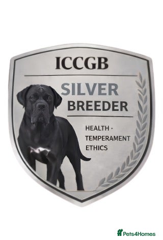 Cane Corso dogs ICCGB SILVER TIER BREEDER CANE CORSO ❤️🎖️💯🇬🇧 - Advert 14