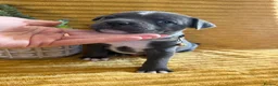 Staffordshire Bull Terrier dogs for sale: KC Blue Staffordshire bull terrier puppies  - Advert 19
