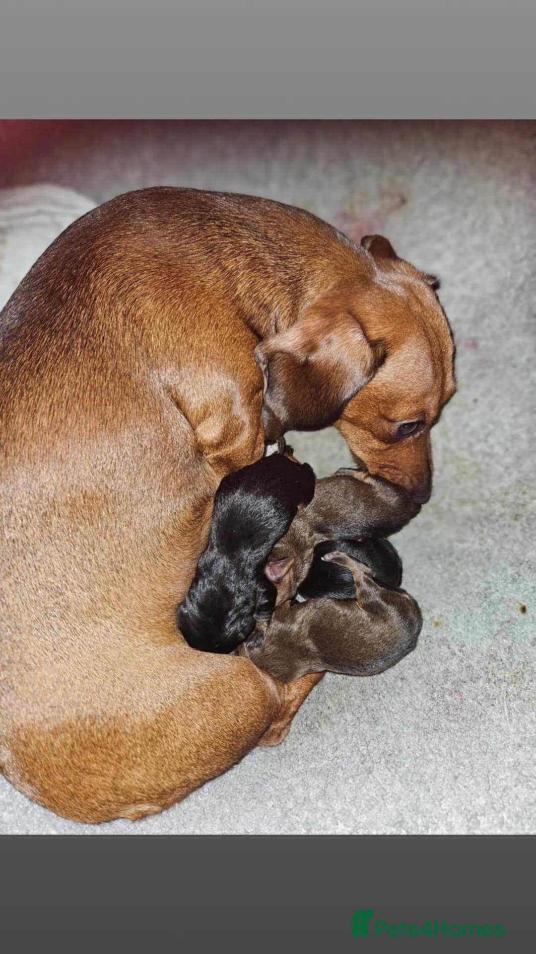 Miniature Dachshund dogs for sale: Miniature Dachshund Puppies – 2 Boys, 1 Girl - Image 6