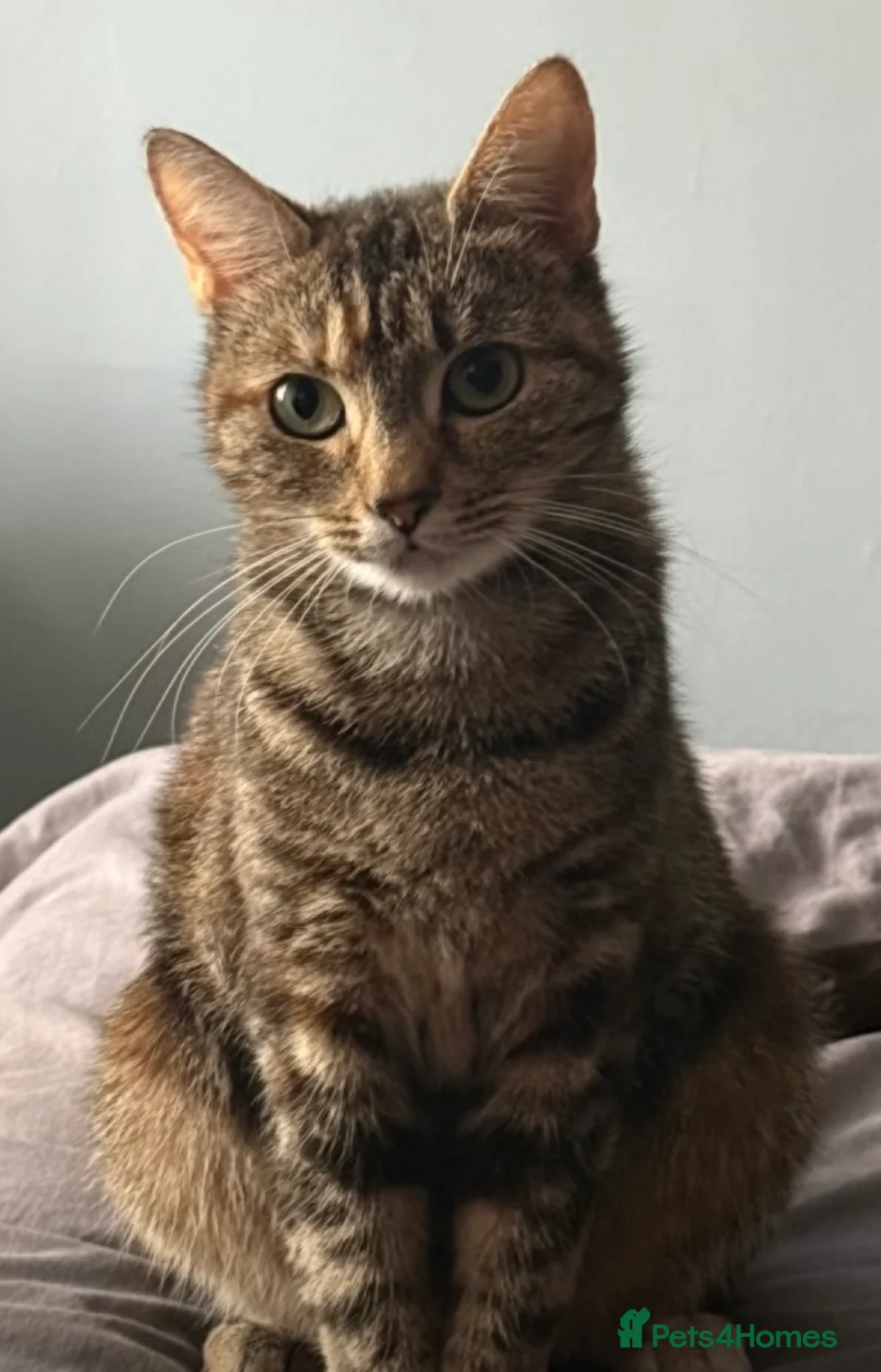 Mixed Breed cats for sale: Black Female Kitten (from litter of 4) - Advert 2