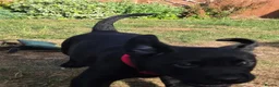 Labrador Retriever dogs for sale: KC Labrador BOY: healthy, smart, toilet trained - Advert 4