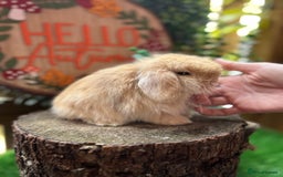 Mini Lop rabbits for sale: ⭐ VACCINATED PEDIGREE MINI LOP BUNNIES ⭐  - Advert 5