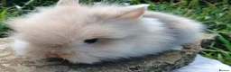 Lionhead rabbits for sale: Stunning DM Lionhead baby rabbits  - Advert 7
