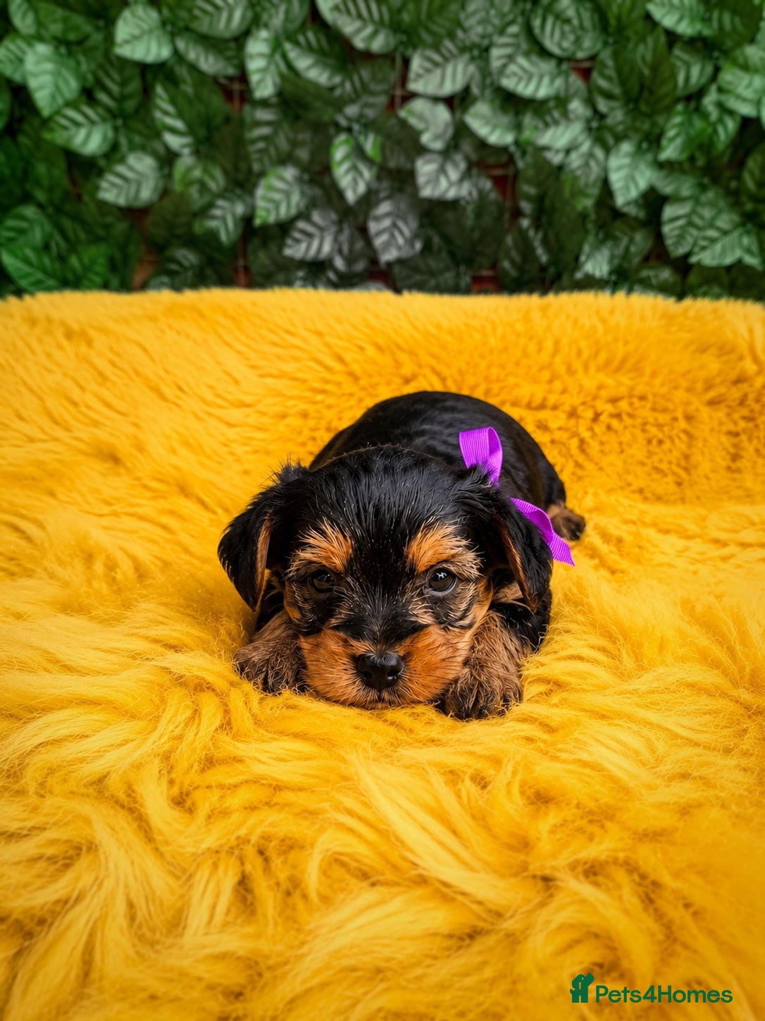 Yorkshire Terrier dogs Pure Bread Perfect looking Yorkshire Terrier Pups - Advert 2