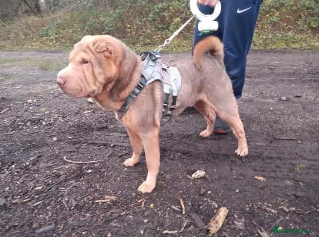Shar Pei dogs for sale: KC REGISTERED RARE LILAC TAN SHAR-PEI - Advert 38