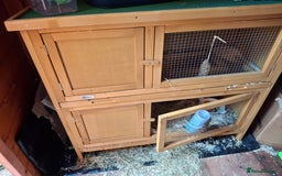 Mini Lop rabbits for sale: Male Mini Lop Rabbit with Hutch and accessories - Image 1