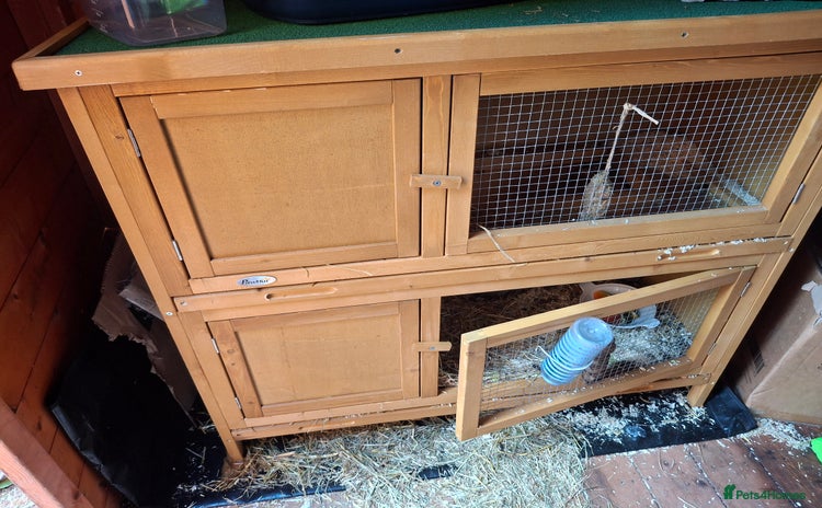 Mini Lop rabbits - Advert 1
