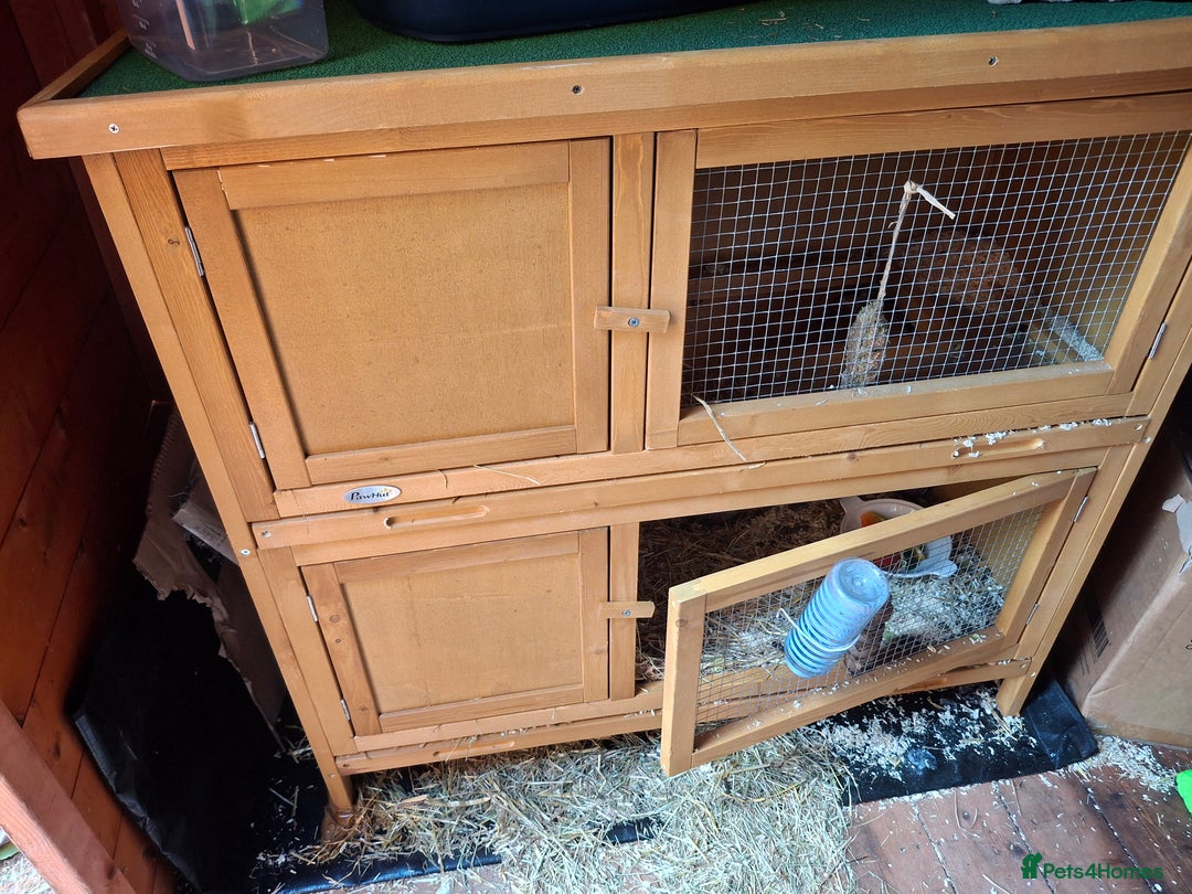 Mini Lop rabbits for sale: Male Mini Lop Rabbit with Hutch and accessories - Image 1
