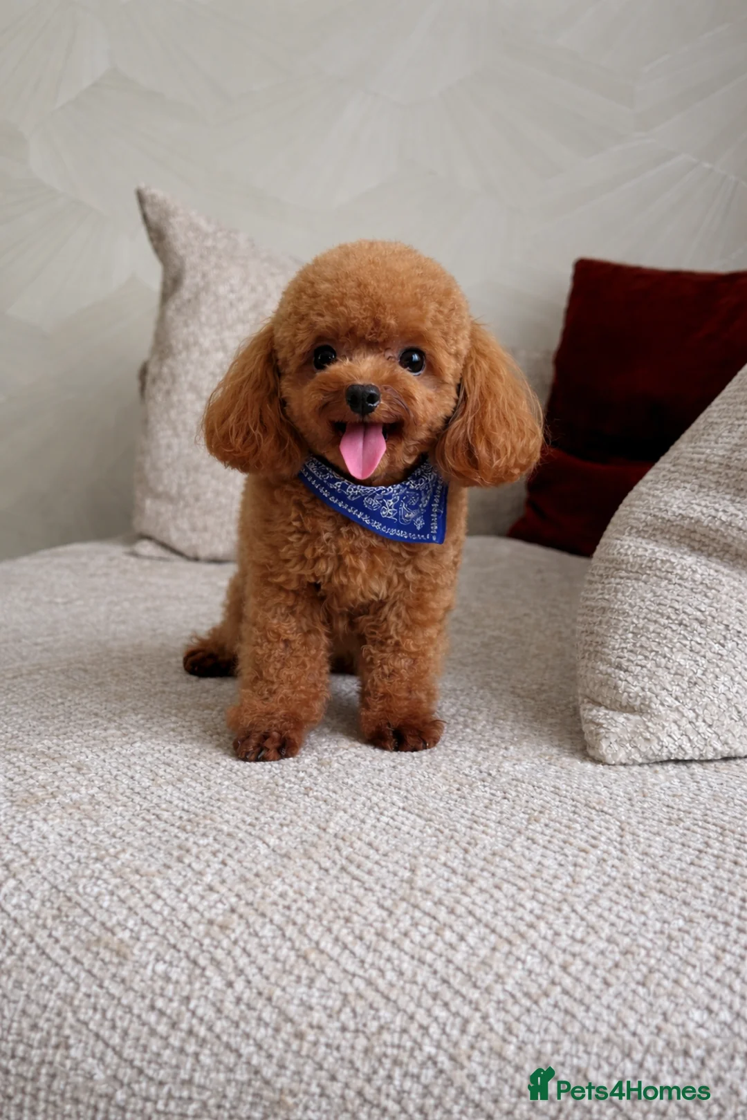 Toy Poodle dogs for stud: Asian Toy poodle -TEDDYCUP - Advert 1