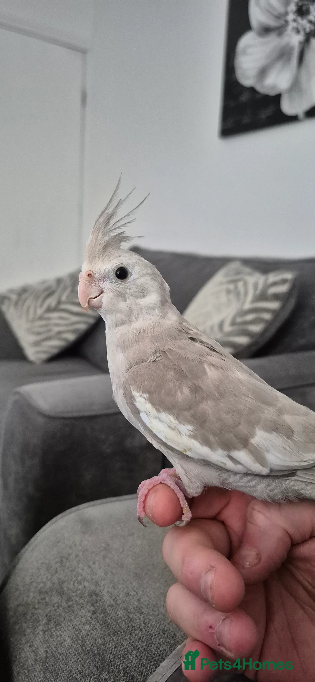 Cockatiels birds for sale: Cockatiel - Advert 4