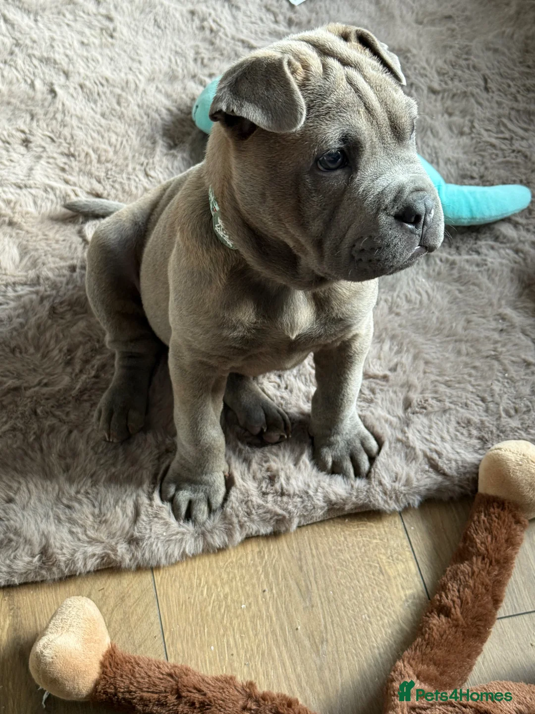 Mixed Breed dogs for sale: Shar pei x French bulldog - Advert 3