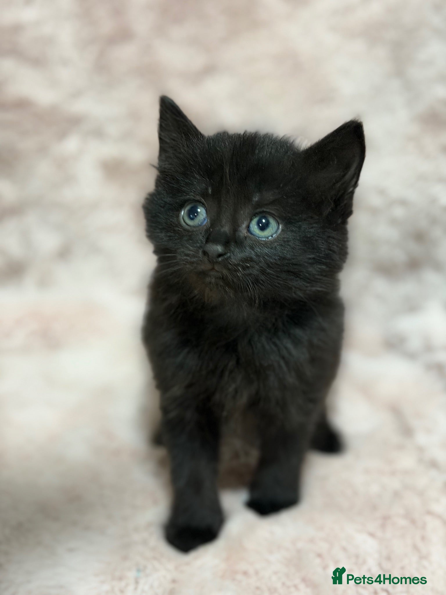 Mixed Breed cats 4 Beautiful kittens for sale  - Advert 2