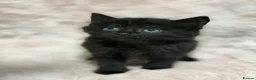 Mixed Breed cats for sale: 4 Beautiful kittens for sale  in Bracknell - Advert 1