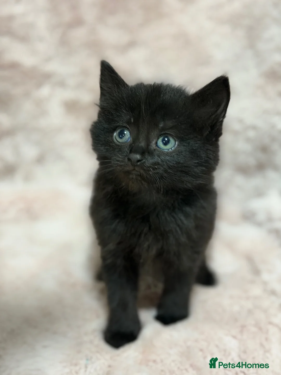 Mixed Breed cats for sale: 4 Beautiful kittens for sale  in Bracknell - Advert 1