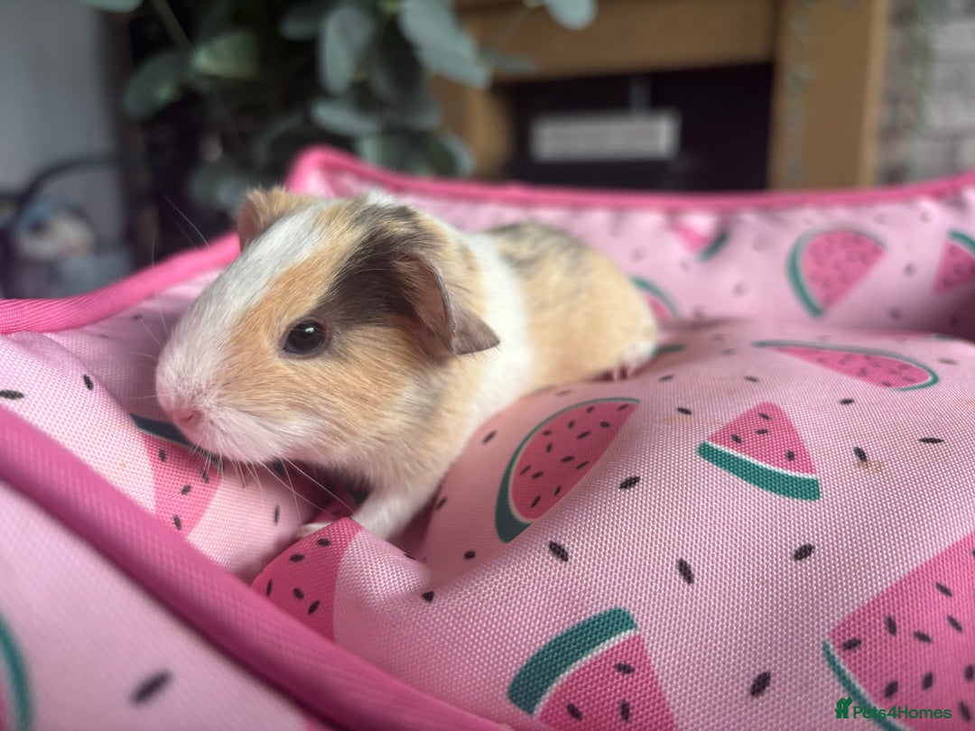 Guinea Pig rodents for sale: 3 female guinea pigs  - Image 2
