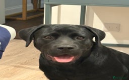 Mixed Breed dogs for sale: Big Teddy Bear  - Image 1
