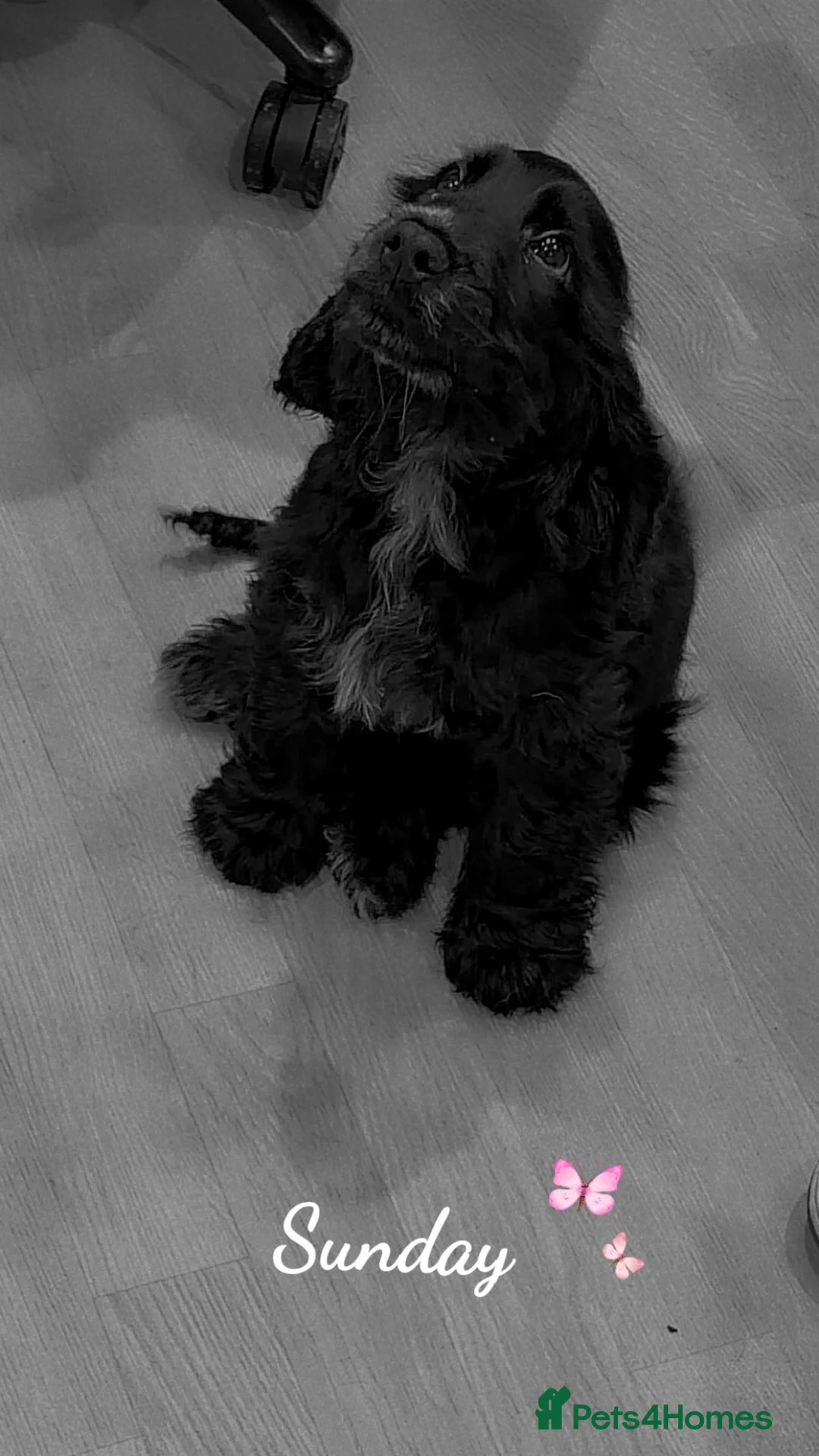 Cocker Spaniel dogs for sale: KC registered male cocker spaniel  - Advert 1