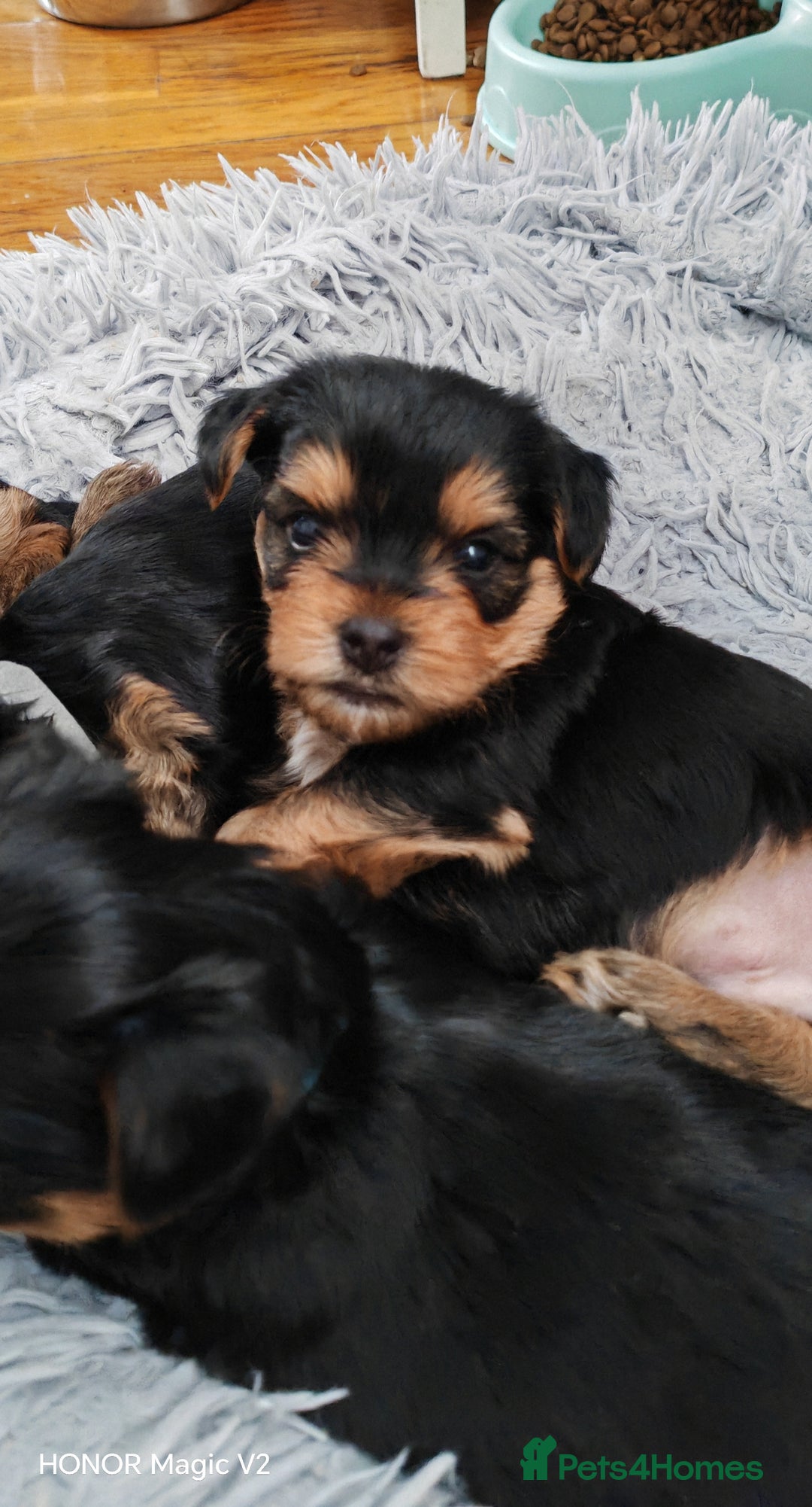 Yorkshire Terrier dogs for sale: Yorkshire Terrier Puppies  - Image 10