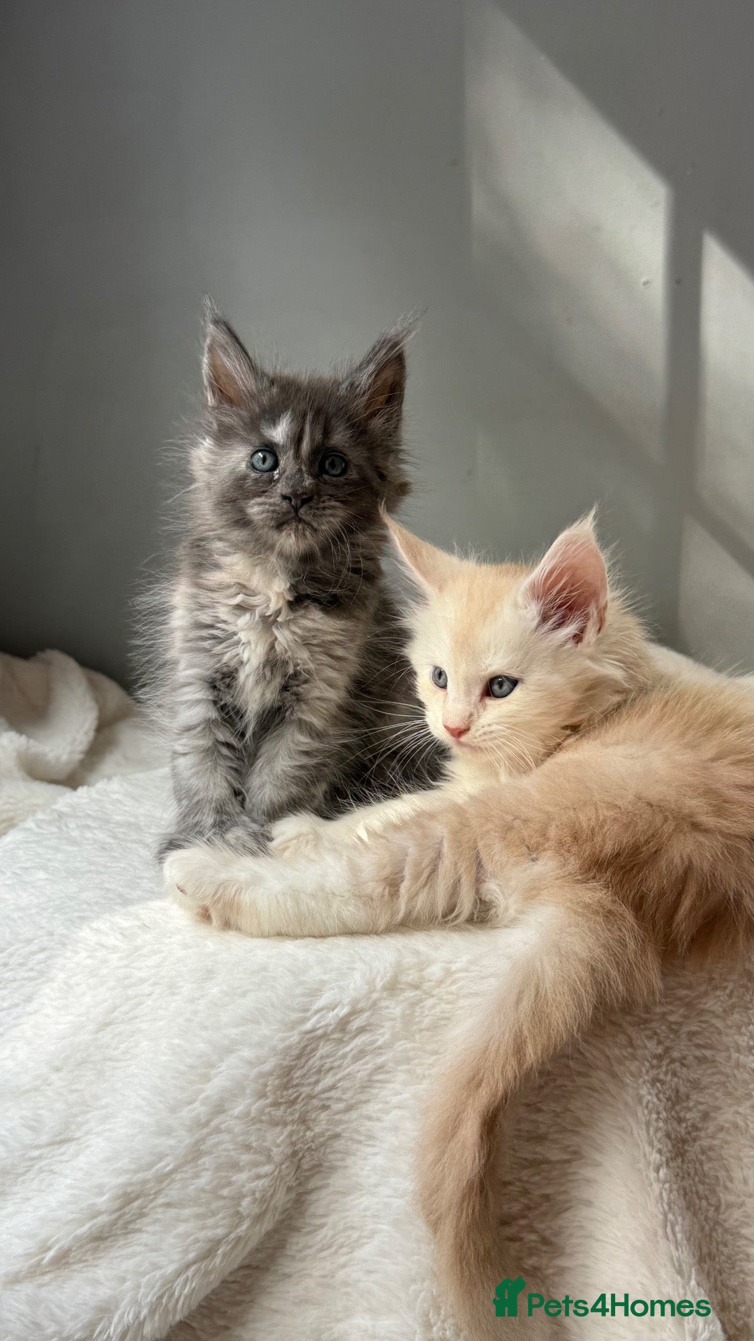 Maine Coon cats Beautiful litter of 7 Maine Coon kittens  - Advert 6