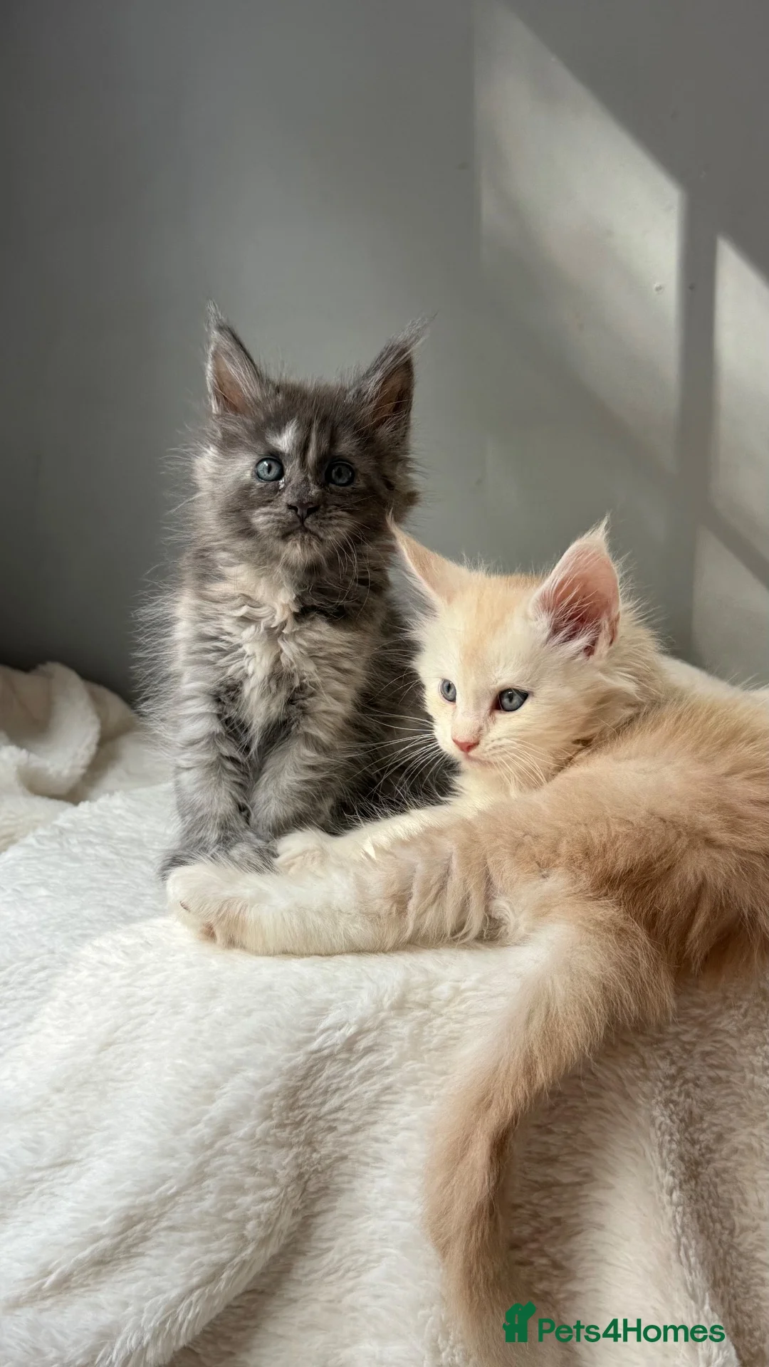 Maine Coon cats for sale: Beautiful litter of 7 Maine Coon kittens  - Advert 1