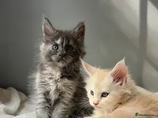 Maine Coon cats Beautiful litter of 7 Maine Coon kittens - Advert 6