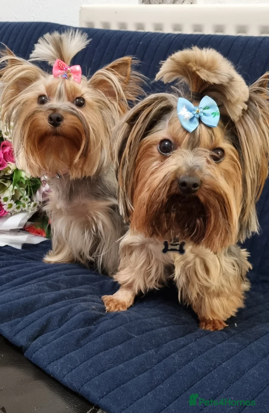 Yorkshire Terrier dogs for sale: Adorable pappy girl - Advert 4