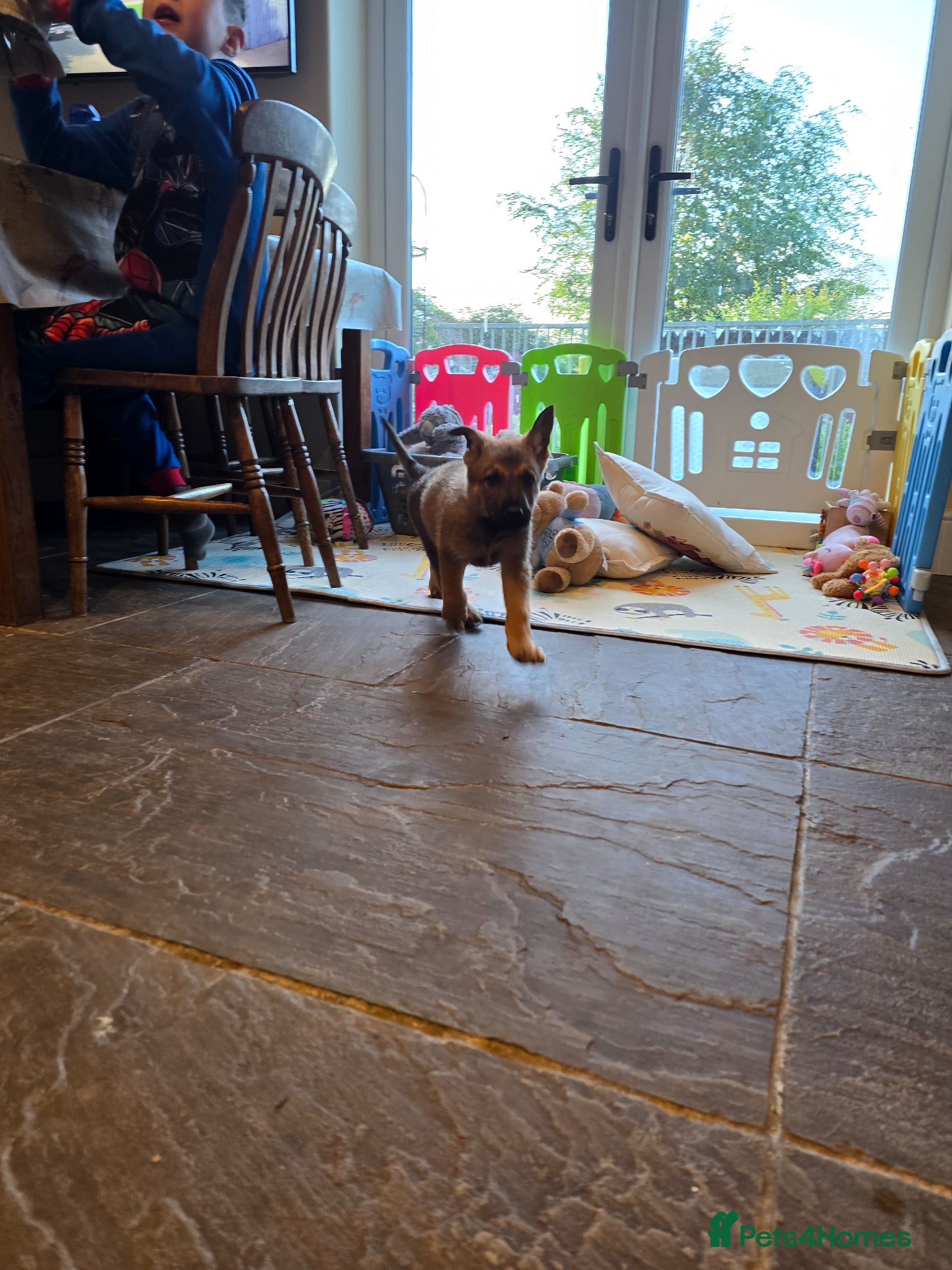 German Shepherd dogs for sale: Shepherd puppy available  - Advert 5
