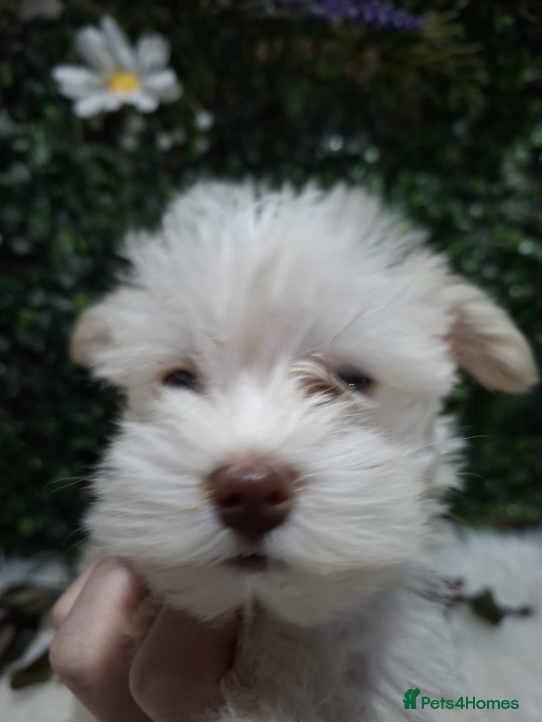 Miniature Schnauzer dogs for sale: Two beautiful girls  - Advert 14