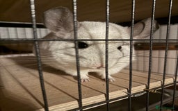 Chinchilla rodents for sale: 3 Chinchillas (family) - Image 26