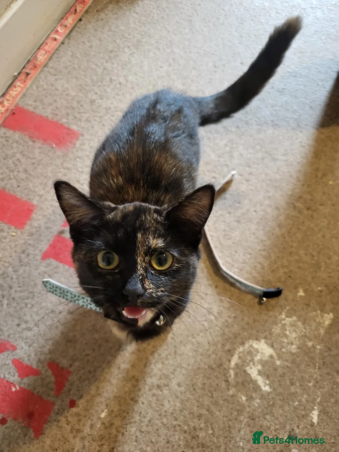 Mixed Breed cats for sale: 6 Month Female Kitten in Barry - Advert 2