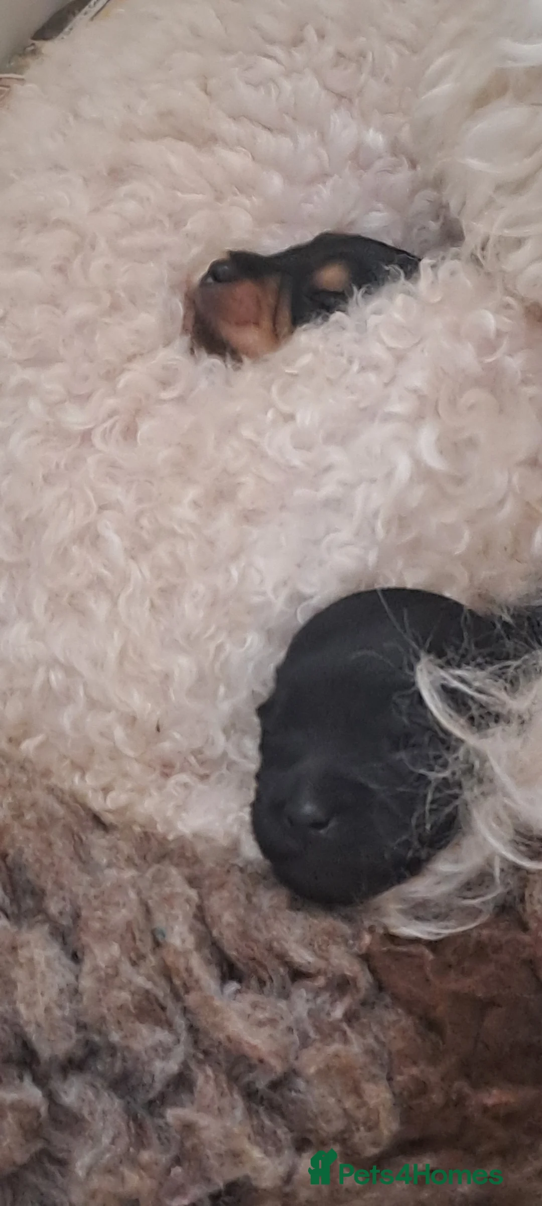 Yorkiepoo dogs for sale: Beautiful Porkies  in Steyning - Advert 8