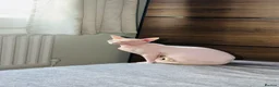 Sphynx cats for sale: Female Sphynx - Advert 9