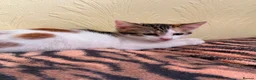 Mixed Breed cats for sale: 4 Beautiful Kittens in Erith - Advert 25