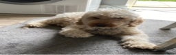 Miniature Poodle dogs for stud: For stud only proven kc reg miniature poodle  in Godalming - Advert 1