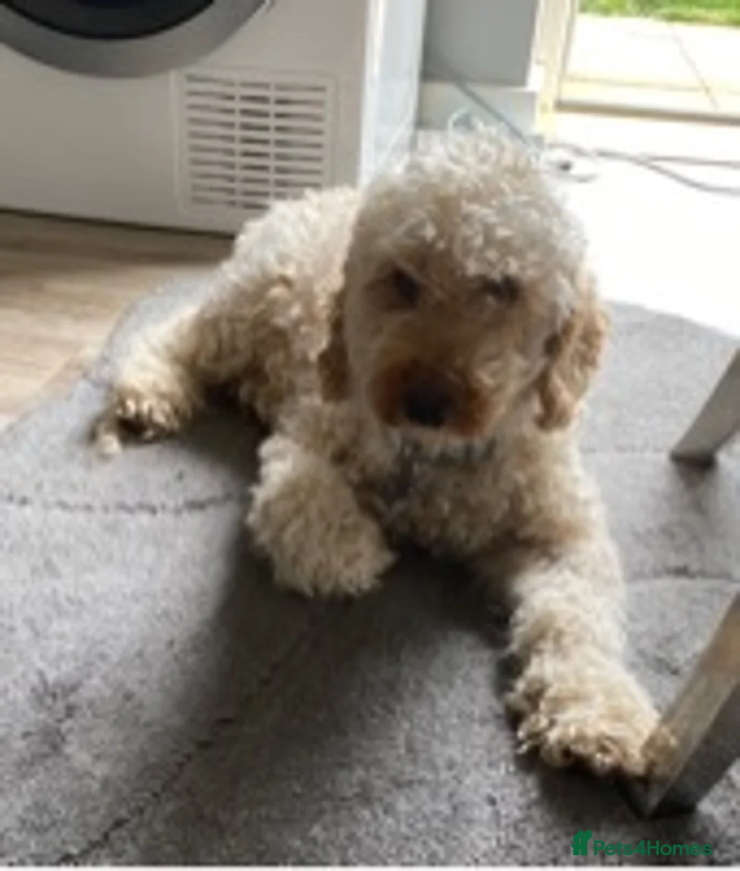 Miniature Poodle dogs for stud: For stud only proven kc reg miniature poodle  in Godalming - Advert 1
