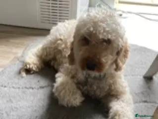 Miniature Poodle dogs For stud only proven kc reg miniature poodle in Godalming - Advert 22