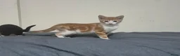 Mixed Breed cats for sale: Beautiful little kittens  - Advert 4