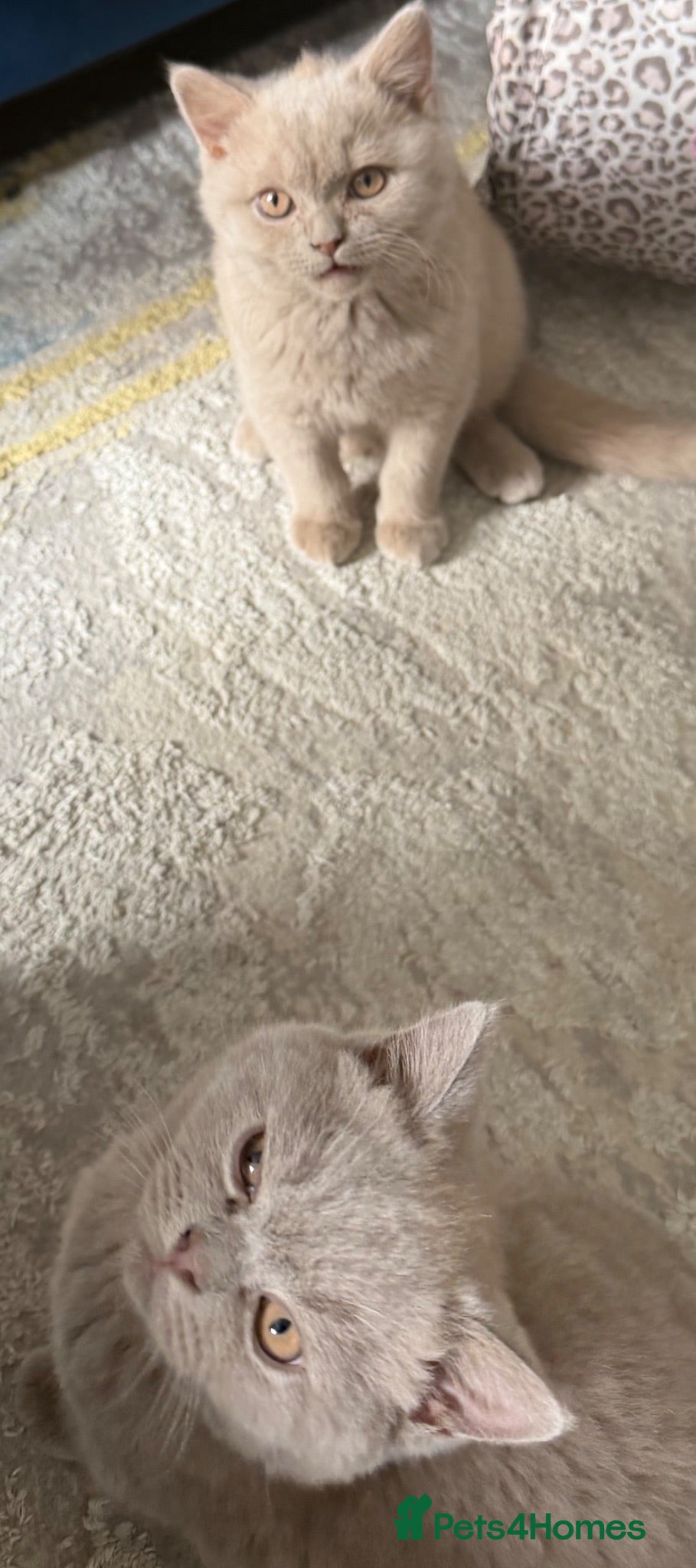 British Shorthair cats 3 gorgeous boys tica reg only 2 available  - Advert 2