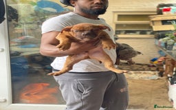 Olde English Bulldogge dogs for sale: Oldie British bull puppies - Image 11