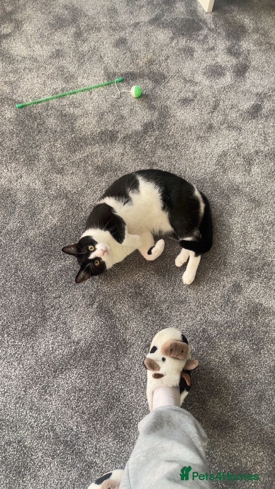 Domestic Shorthair cats Two loving boys need homes - Advert 15